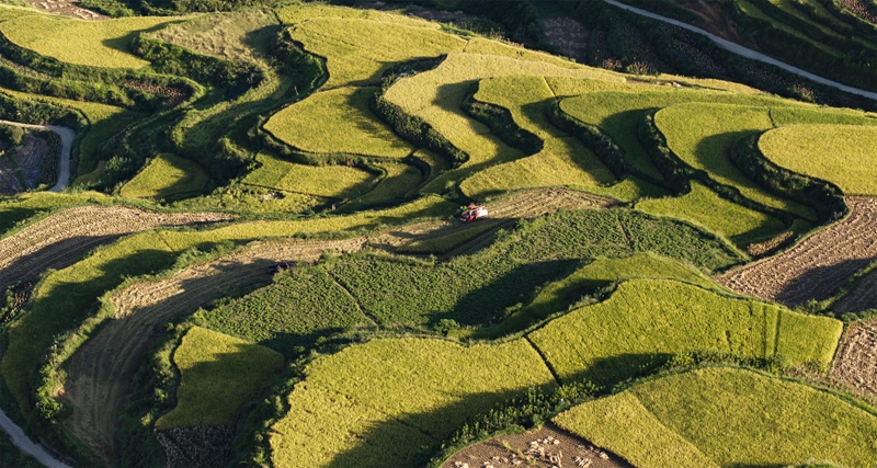 貴州省黔南布依族苗族自治州羅甸縣沫陽鎮羊場梯田水稻豐收一景。