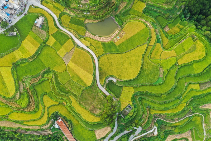 貴州省黔南布依族苗族自治州羅甸縣沫陽鎮羊場梯田水稻豐收一景。