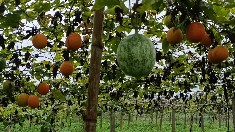 基地內一個個“金”吊瓜錯落有致地懸掛于瓜藤上。