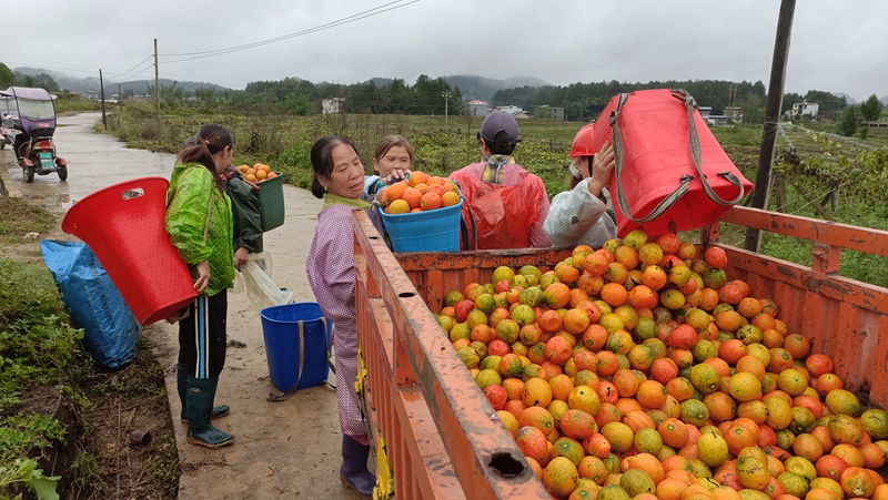 瓜農們忙于將采摘的吊瓜裝車。