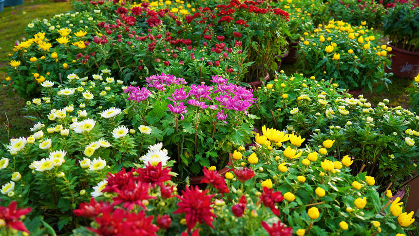 盛開的菊花。