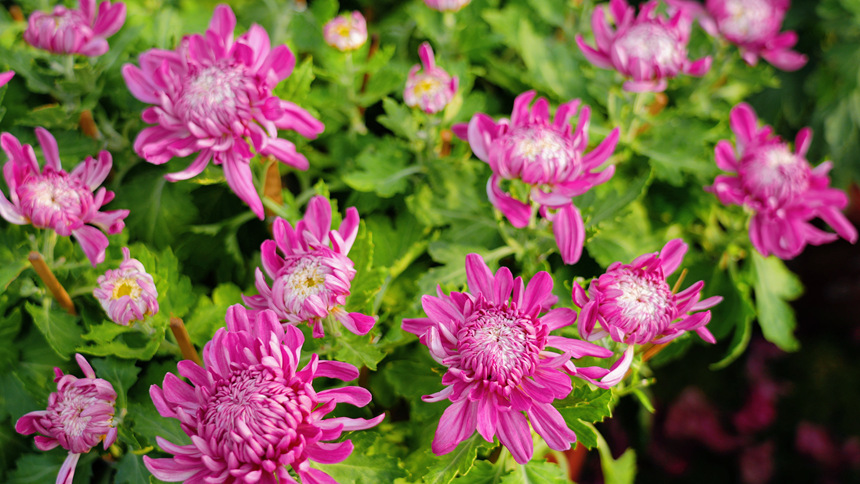 盛開的菊花。