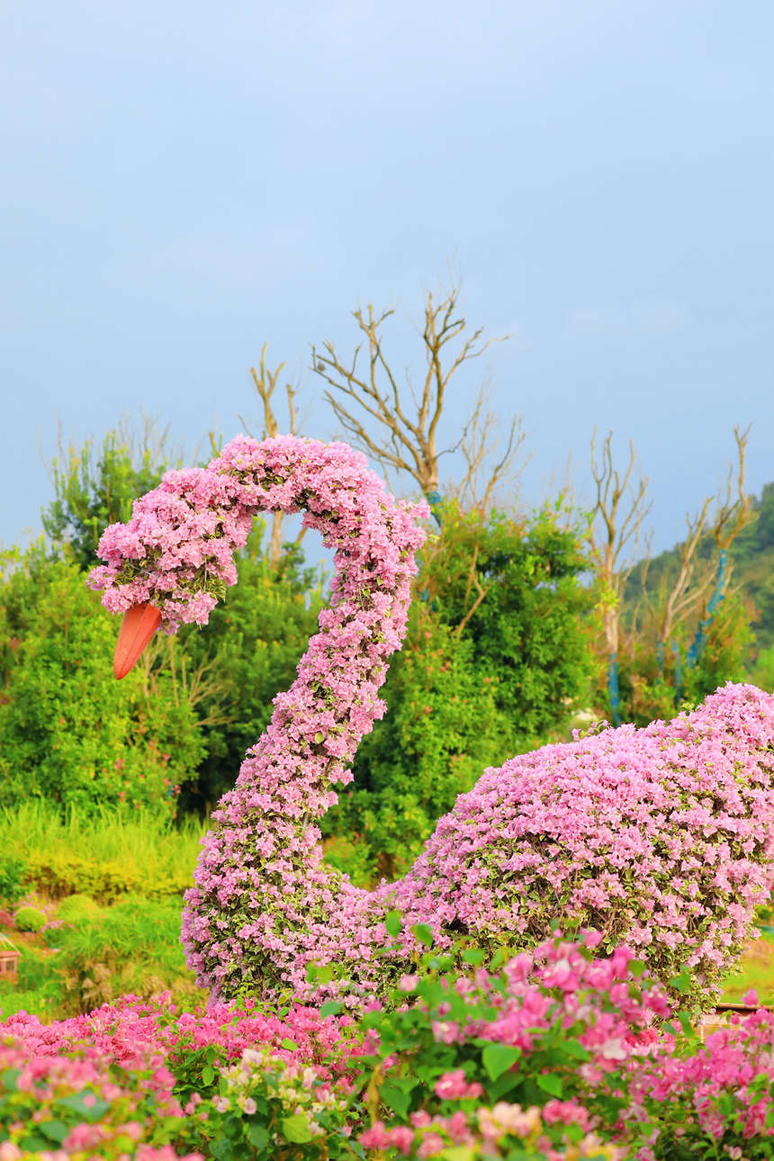 鮮花擺出的天鵝造型。