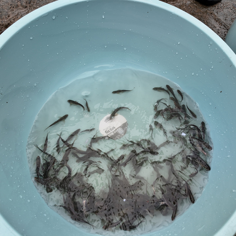 將放赤水河的育苗活蹦亂跳。