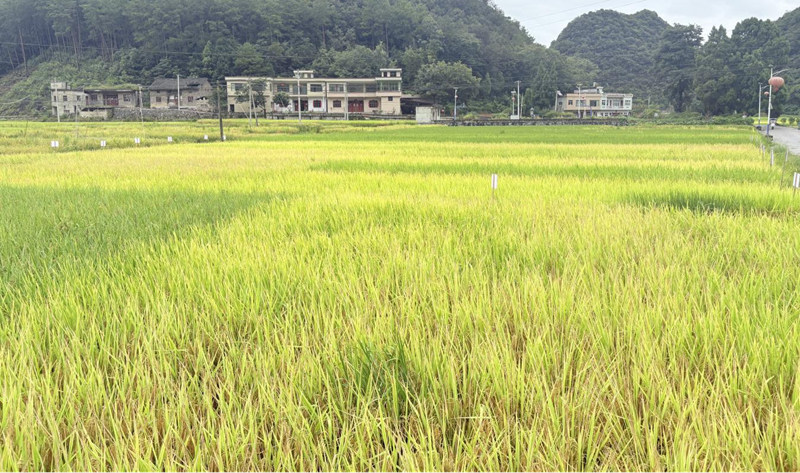 黔中大地，稻浪翻金。