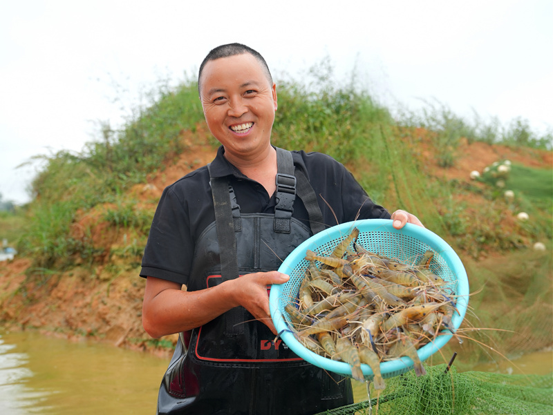 貴州平壩羅氏蝦豐收上市。