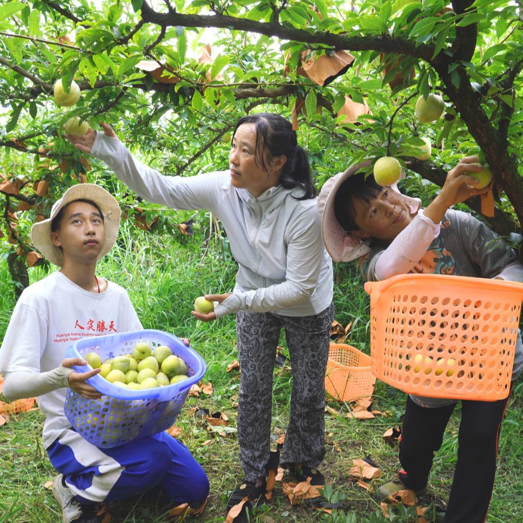炎炎夏日，瓜果飄香。貴州省清鎮市犁倭鎮下寨村的群山環抱間，藏著一片甜蜜天地——黃金李熟了。