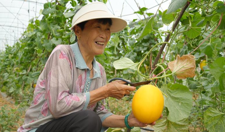 貴州思南張家寨鎮：蜜瓜飄香好“豐”景