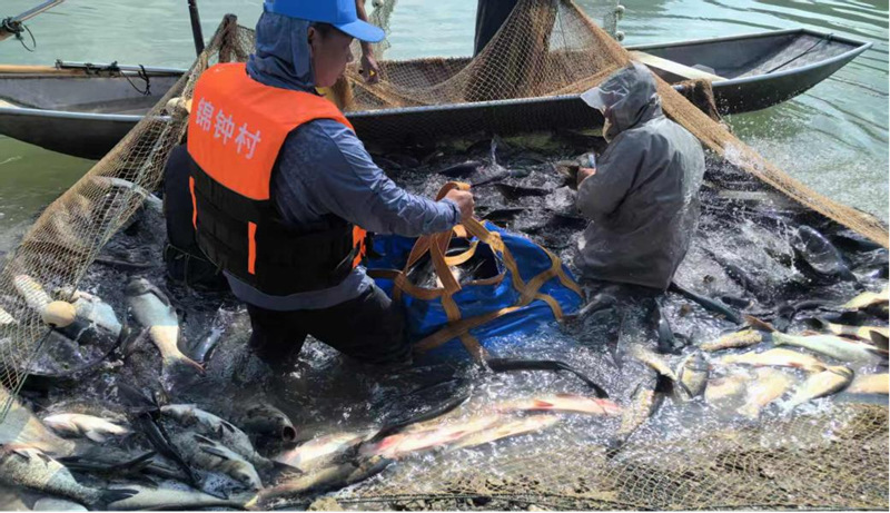 生態魚打撈現場。黎亮攝