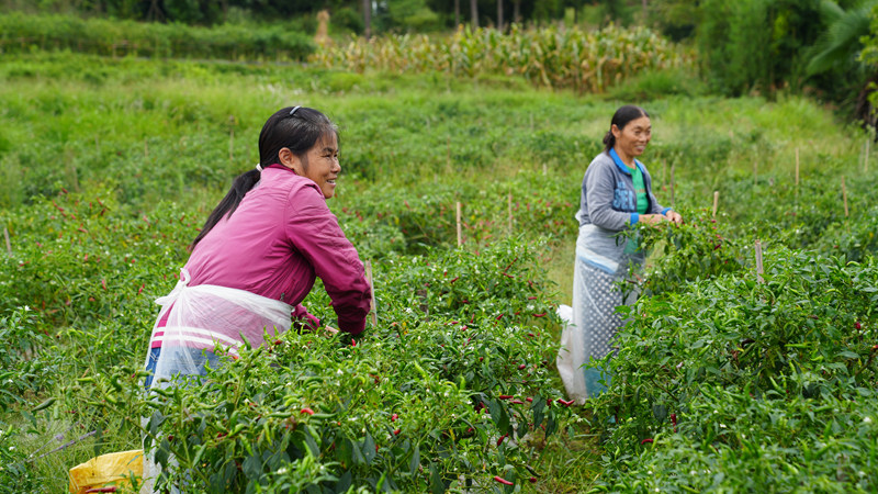 群眾在基地務工。