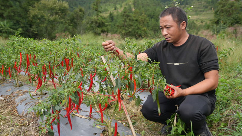 尹熊飛查看種植的辣椒。