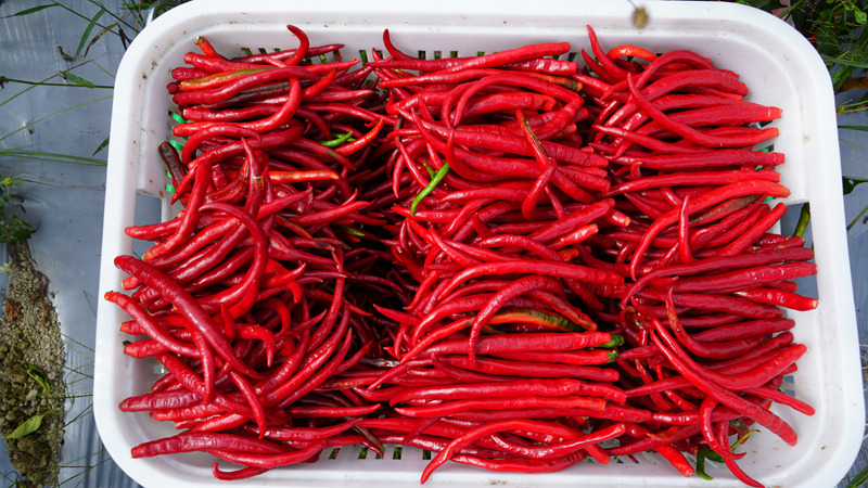務工群眾采摘的辣椒。