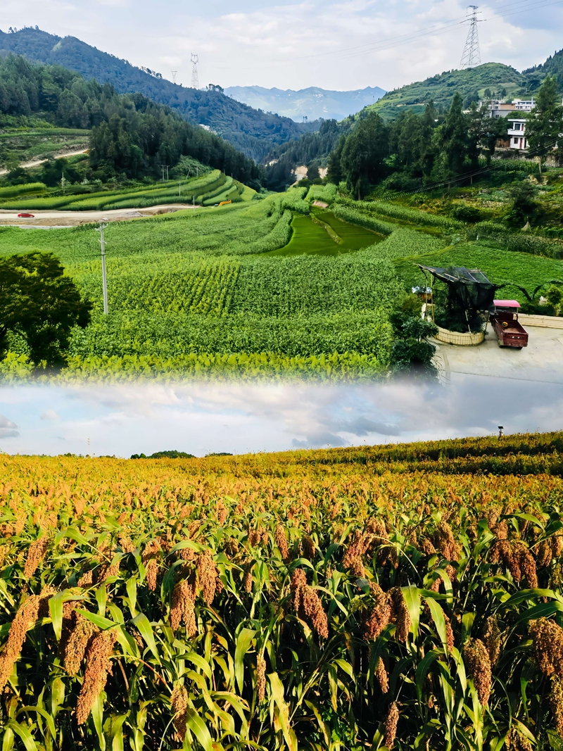 5、慶豐村發展的成片高粱。王燁 攝.jpg