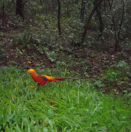 自今年7月份以來，貴州省國有扎佐林場啟動野生動物調查項目，按公里網格在野外布設30臺紅外相機，對野生動物活動情況進行實時監測。