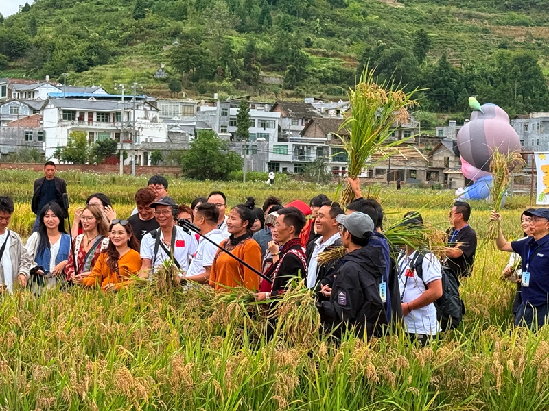 采風團走進七星關區平橋社區百畝稻田。劉心怡攝 .jpg