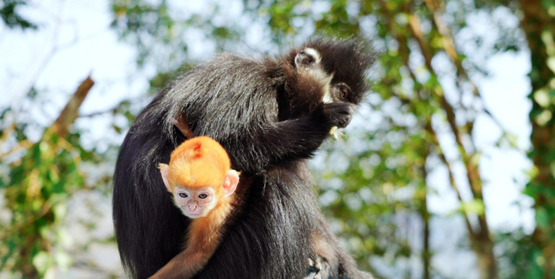 黑葉猴“添丁”。