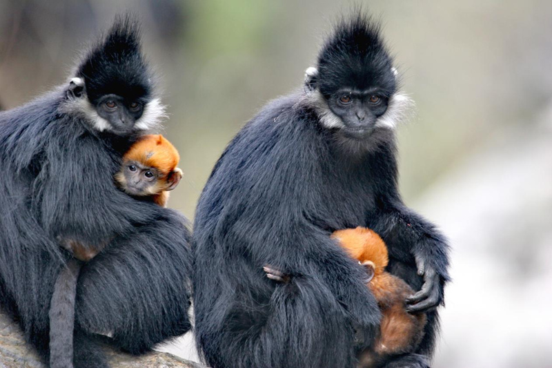 成年黑葉猴警惕地守護著幼崽。