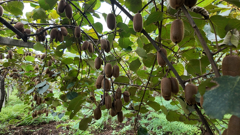 藤枝上掛滿飽滿的獼猴桃 胡鳳至 攝