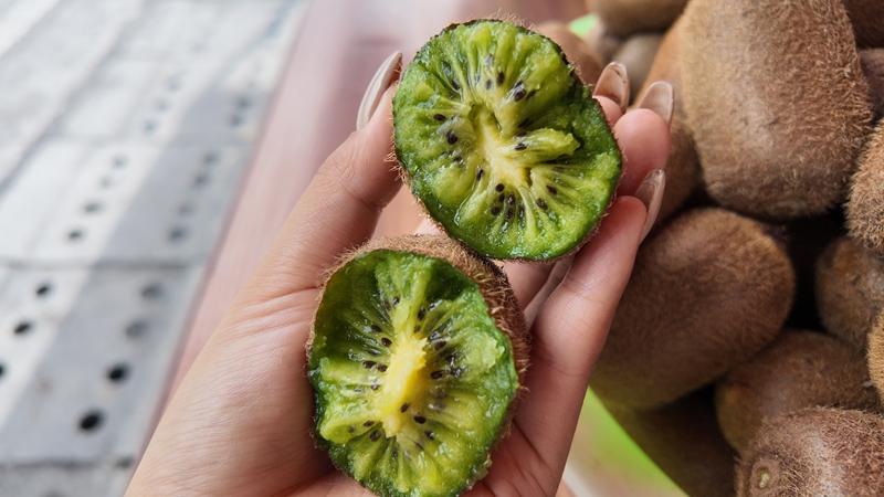 甜糯多汁的獼猴桃 胡鳳至 攝