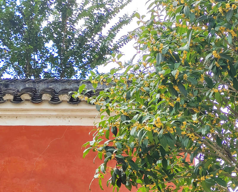 石阡縣府文廟院外，桂花開得正盛。楊佳駿攝