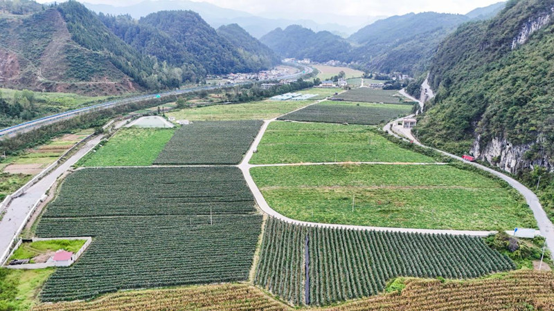 印江自治縣木黃鎮新民壩區黑皮冬瓜種植基地。