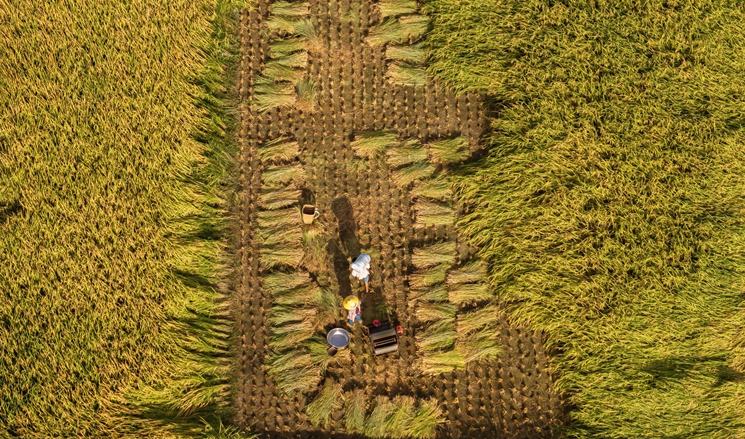 貴州羅甸：顆粒歸倉繪“豐”景