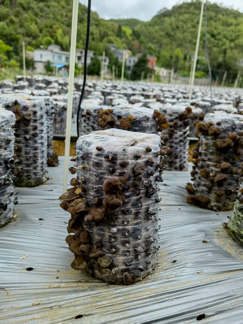 3 烤煙+木耳。.jpg