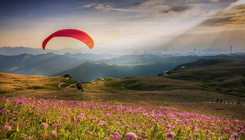 翱翔花海。聶紹鈞攝