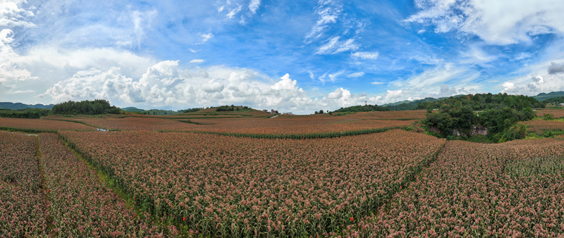 金沙縣酒用高粱種植基地。吳艷禹攝