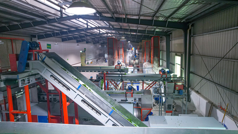 碾茶創新中心生產車間。金莎攝