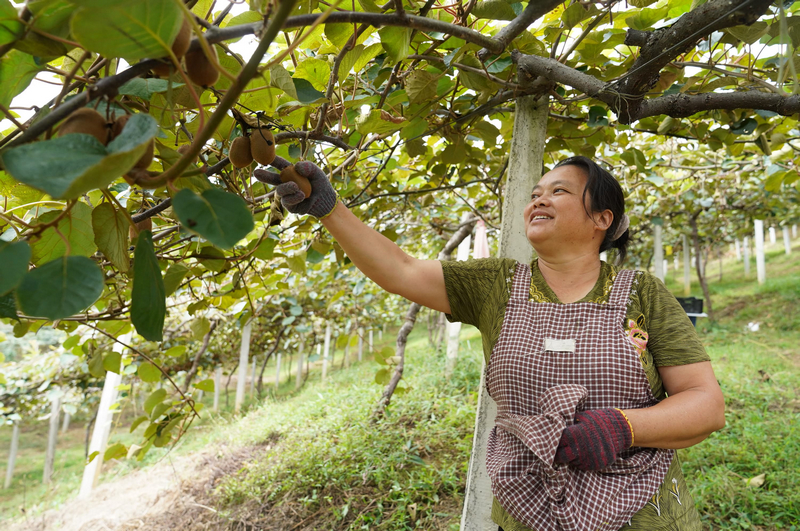 工人采摘獼猴桃。
