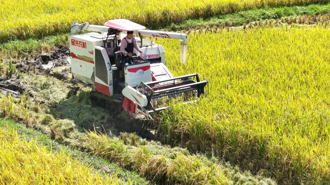  收稻農機在田里收割水稻。