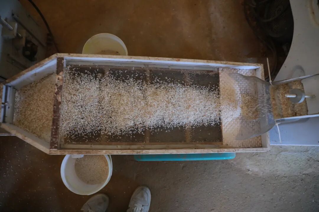 經過一系列“操作”后，大米顆粒歸倉。