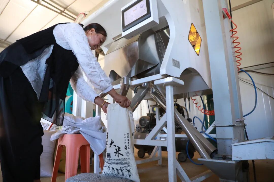 經過一系列“操作”后，大米顆粒歸倉。