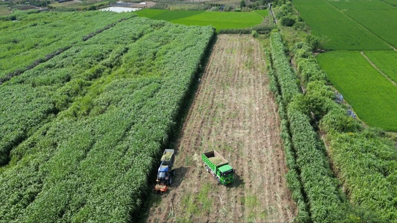 “?！碑a業蹚出鄉村全面振興“新路子”。