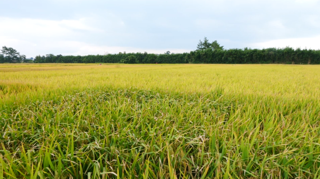 西秀區不斷建設高標準農田。