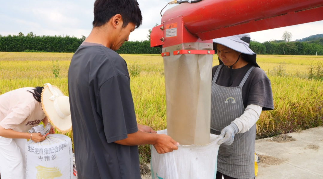 “合作社+農機戶”協同作業。