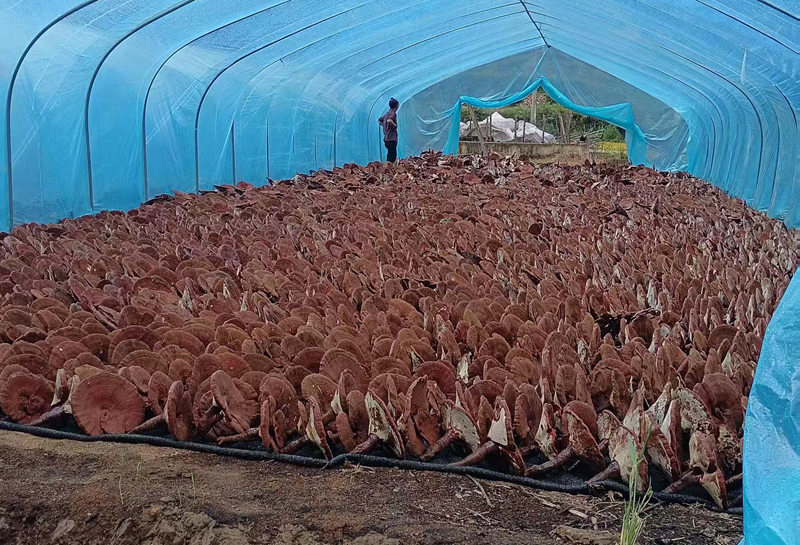 剛剛摘下的靈芝。