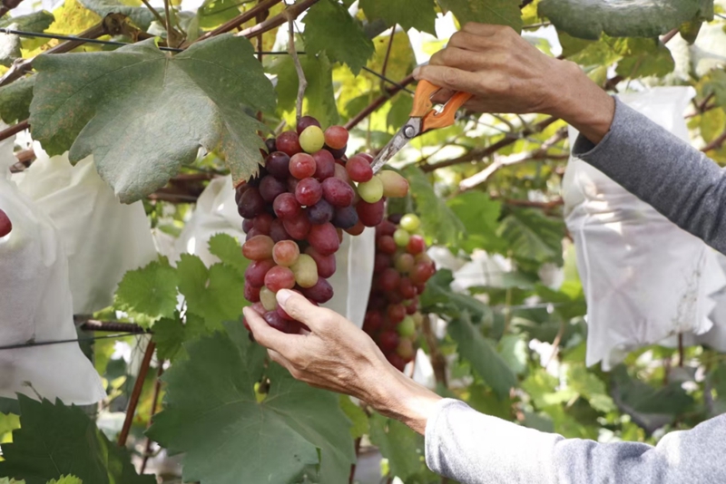 永樂鄉葡萄。