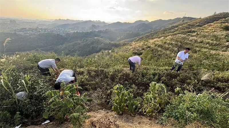 農戶搶抓晴好天氣忙采收。