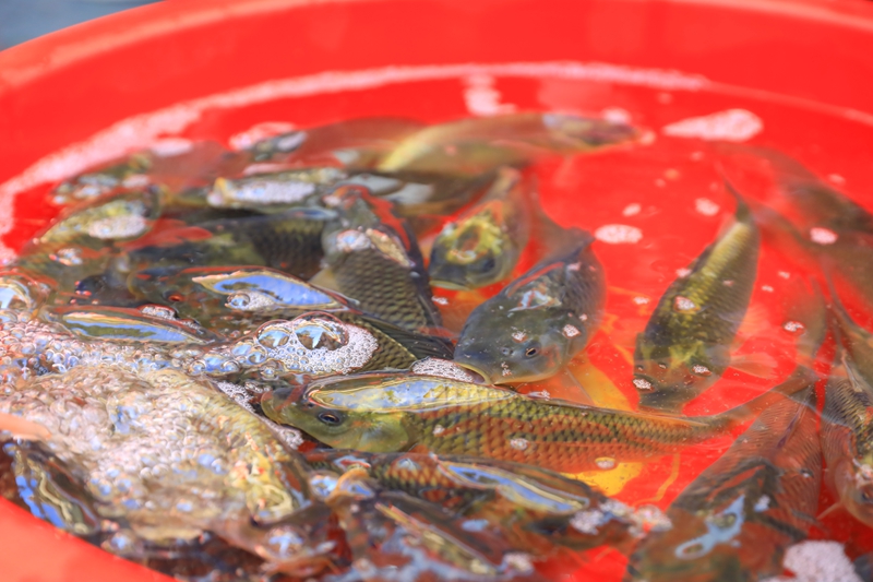 集市上靜待選購的稻田魚。 吳麟欽 攝