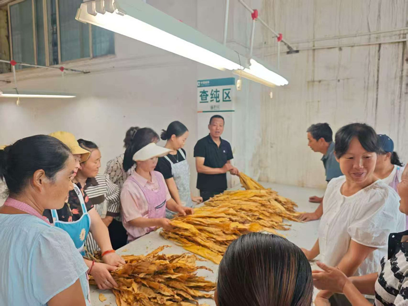 圖為工人整理已烘干的煙葉。