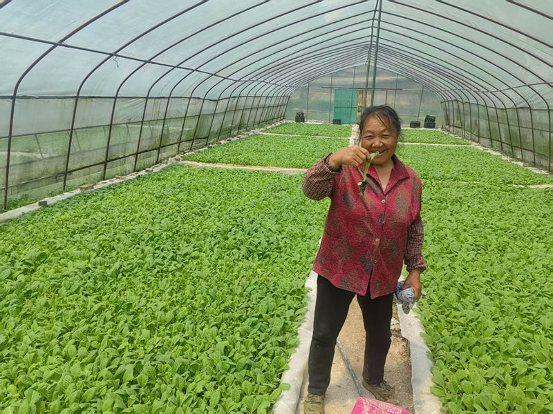 圖為農戶檢查烤煙生長情況。