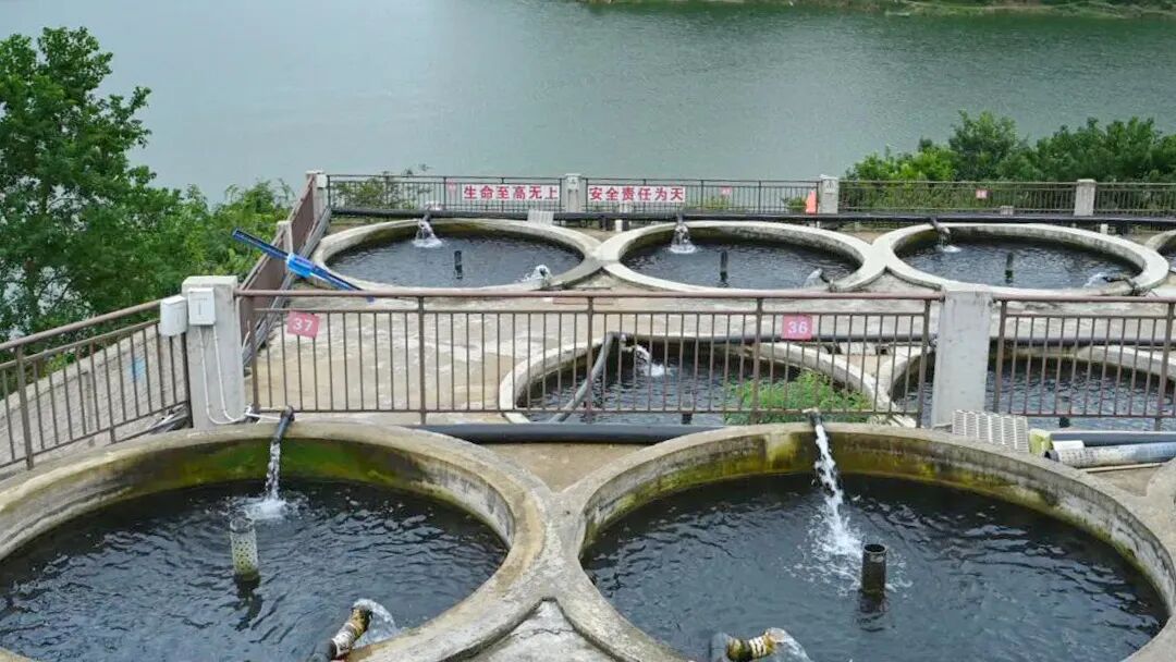 圖為：墮秧村鱘魚養殖基地