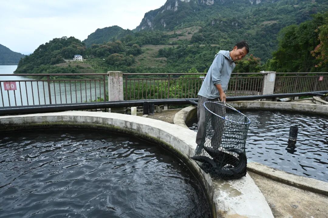 圖為:銷售養的鱘魚