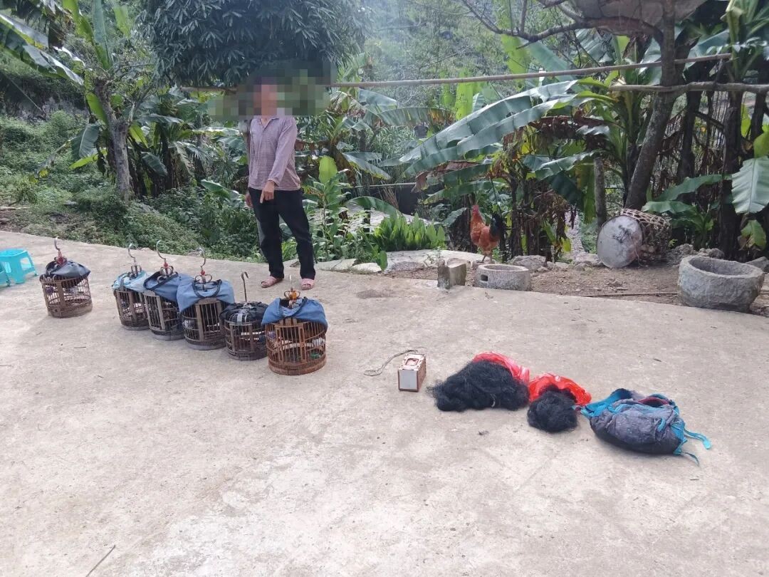 查獲的畫眉鳥及捕獵網。