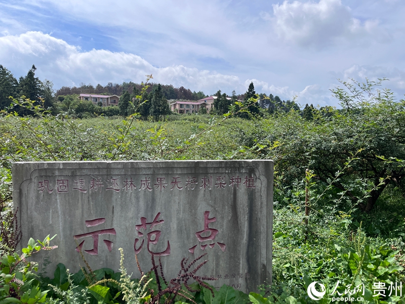 安順市大壩村刺梨種植基地。人民網 陳潔泉攝.jpg