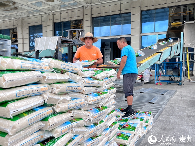 一袋袋成品香米從車間經由搬運輸送機陸續出庫。人民網 陳潔泉攝 .jpg