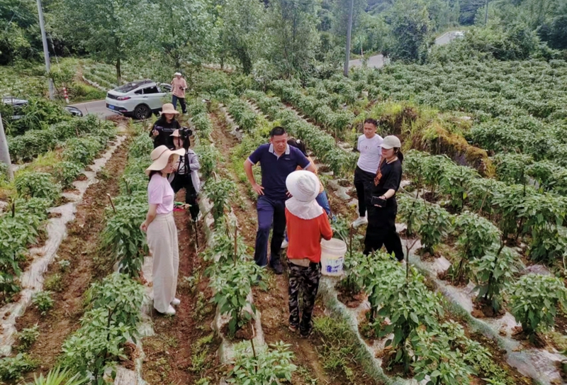 王橙澄帶領學生在鎮遠縣采訪辣椒種植戶.jpg