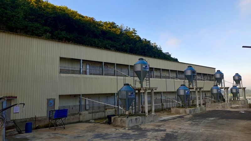 3、桐梓縣茅石鎮中關村日泉原種豬場。  圖片由采訪對象提供.jpg